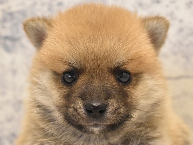 福岡県のハーフ犬 (ペッツワン福岡新宮店/2023年8月29日生まれ/男の子/レッド(赤))の子犬